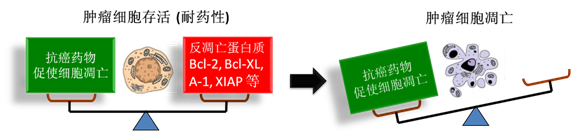 圖 1：腫瘤細胞通過反凋零蛋白產生耐藥性，對反凋零蛋白的抑製將改變平衡，消除腫瘤耐藥性。