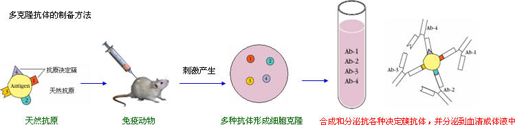 抗體製備