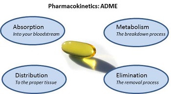毒代動力學的吸收、分布、代謝、排泄