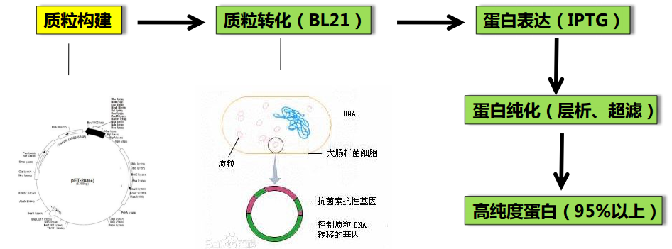 蛋白純化技術