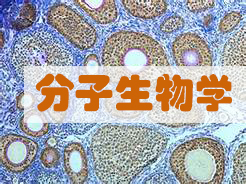 分子生物學實驗服務