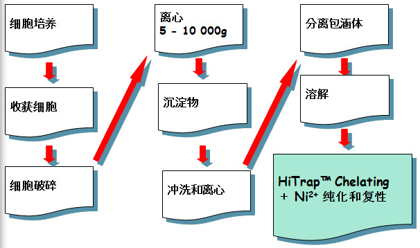 包涵體蛋白純化和複性的基本步驟