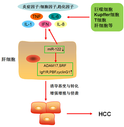 微生物所發現乙肝慢性感染向肝癌轉化的新靶點