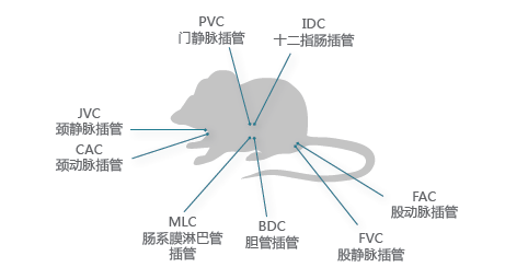 藥代動力學-小動物服務