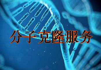 分子克隆技術服務