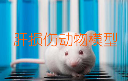 肝損傷動物模型