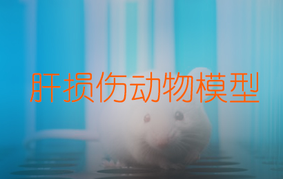 肝損傷動物模型/四氯化碳肝損傷模型