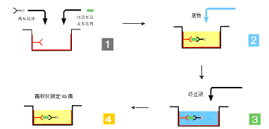 ELISA的原理和類型