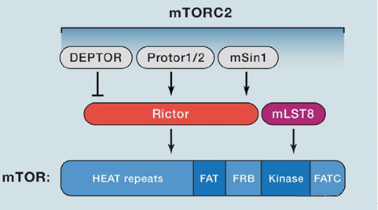 mTORC2的組成蛋白主要有Rictor、mSin1、mSLT8和Protor等