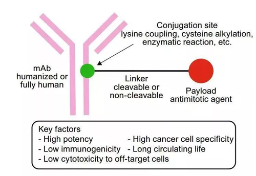 抗體偶聯藥物結構模式