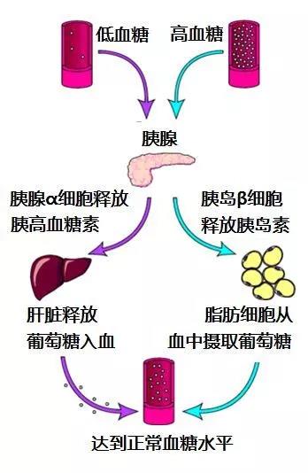 人體血糖穩態平衡圖