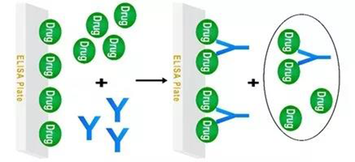 圖2 遊離藥物與固相藥物競爭的Assay模式