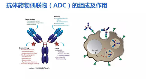 抗體藥物耦聯物（ADC）的組成及作用