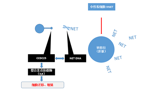 除了單純的捕獲，NET DNA與CCDC-25的結合還增強了癌細胞的侵襲行為，促進了癌症的肝轉移。