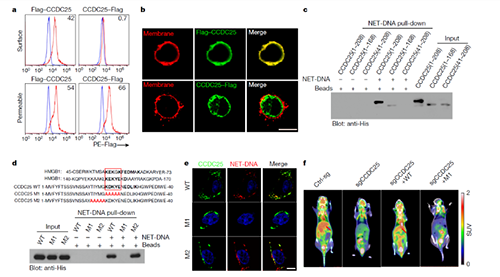 NET  DNA並非隨機捕獲癌細胞，而是與癌細胞的CCDC-25產生了特異性結合