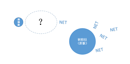 NET在癌細胞肝轉移中起到了重要作用