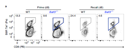 研究人員發現BATF3對記憶CD8+ T細胞的轉化和質量都至關重要。