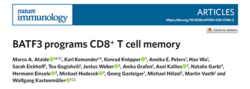 Nature：BATF3改善T細胞記憶應答，有望改善免疫療法的療效