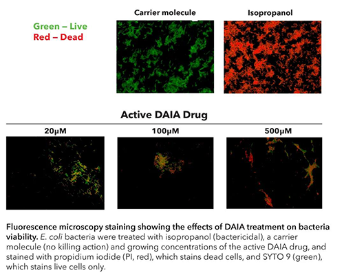 熒光顯微鏡染色顯示了DAIA處理對細菌活力的影響
