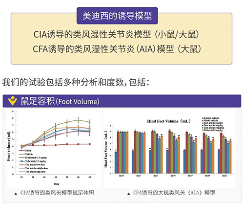 hjc黄金城誘導的類風濕性關節炎模型