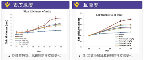 小鼠銀屑病樣皮膚變化