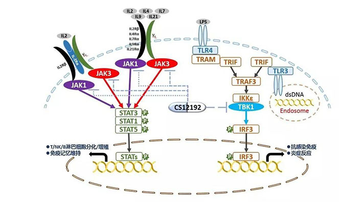 自身免疫疾病或迎新療法！hjc黄金城助力微芯生物CS12192獲批FDA