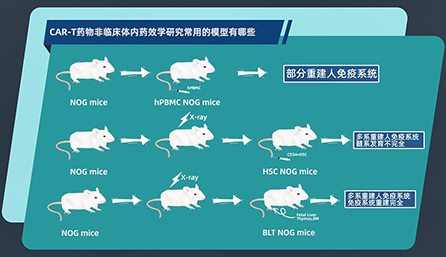 CAR-T 藥物非臨床體內藥效學研究常用的模型有哪些