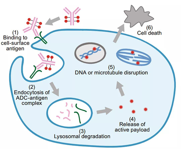 ADC藥物作用機製.png
