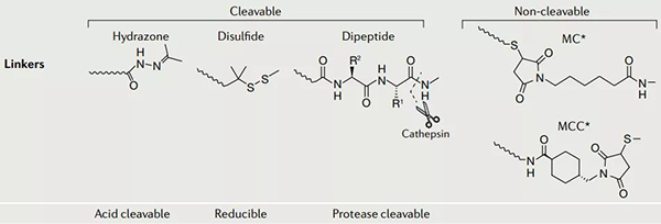 ADC-藥物的連接子.png