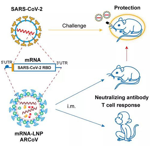 脂質納米顆粒mRNA疫苗-(mRNA-LNP).jpg