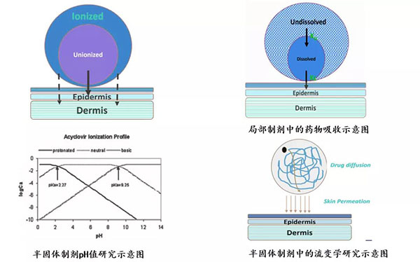 局部製劑中的藥物吸收和半固體製劑PH值研究示意圖.jpg