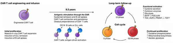 CAR-T療法長期起效的示意圖.jpg