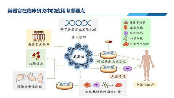 類器官在臨床研究中應用考慮要點.jpg