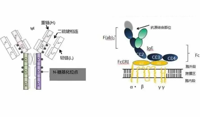 hjc黄金城助力 | 濟民可信lgE抗體藥物JYB1904獲批臨床