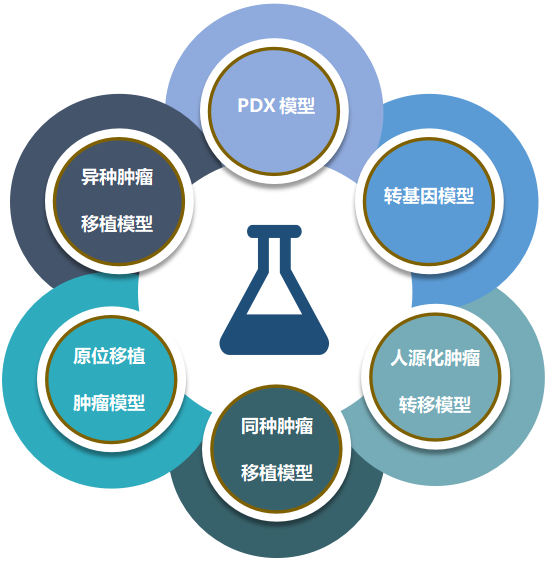 hjc黄金城致力於為客戶提供成熟的評估ADC體內藥效的腫瘤模型.png