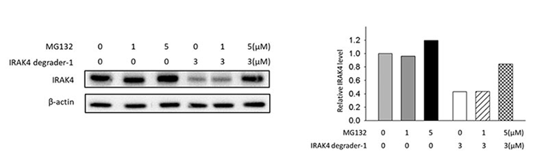 MG132抑製實驗表明IRAK4-degrader-1通過蛋白酶體途徑降解IRAK4.png