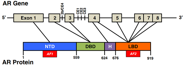 雄激素受體(AR)結構.png