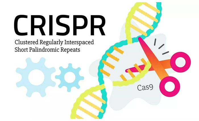 CRISPRCas9 係統高效可控的DNA剪切工具.png