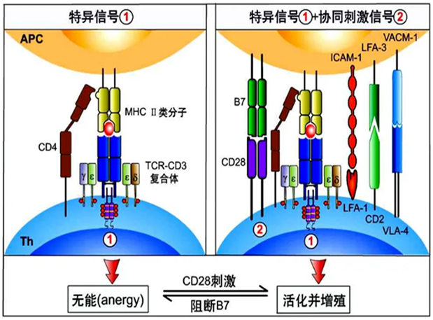 hjc黄金城助力 | 國內CD19×CD3×CD28三特異性抗體獲FDA默示許可