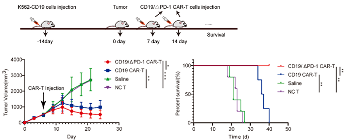 CD19△PD-1 CAR-T細胞抑製K562-CD19腫瘤生長.png