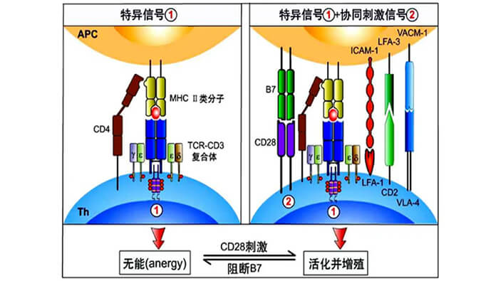 國內首個CD19×CD3×CD28三特異性抗體獲FDA默示許可.jpg