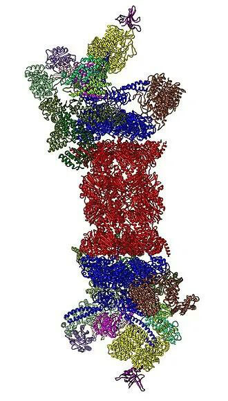 26S蛋白酶體結構（來源：Wikipedia）.jpg