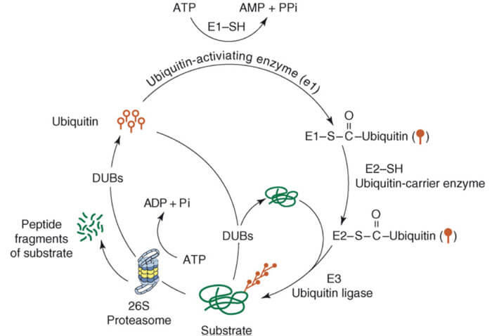泛素-蛋白酶體途徑.jpg