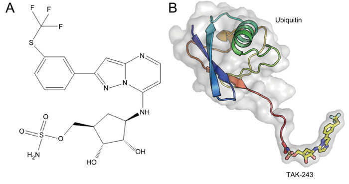 A-TAK-243-的化學結構--B-TAK-243-泛素加合物的結構.jpg