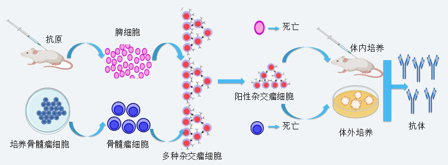 hjc黄金城抗體開發技術