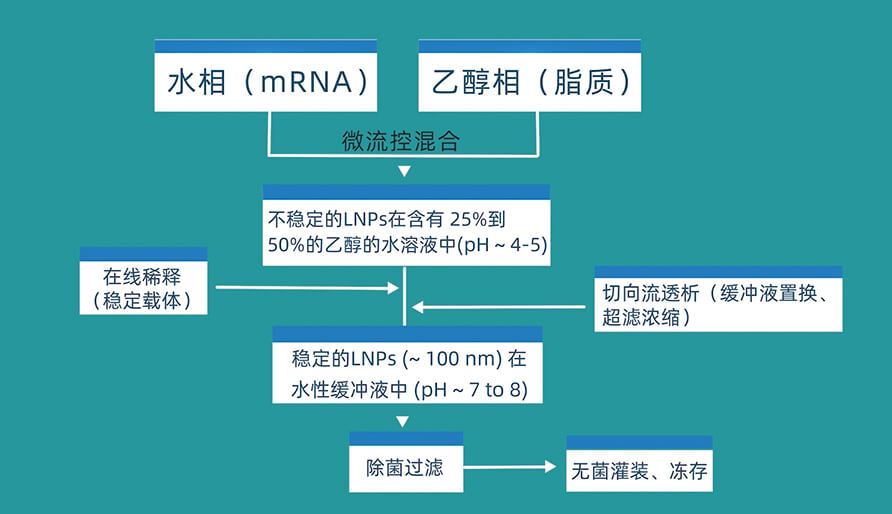 mRNA疫苗的工藝流程 