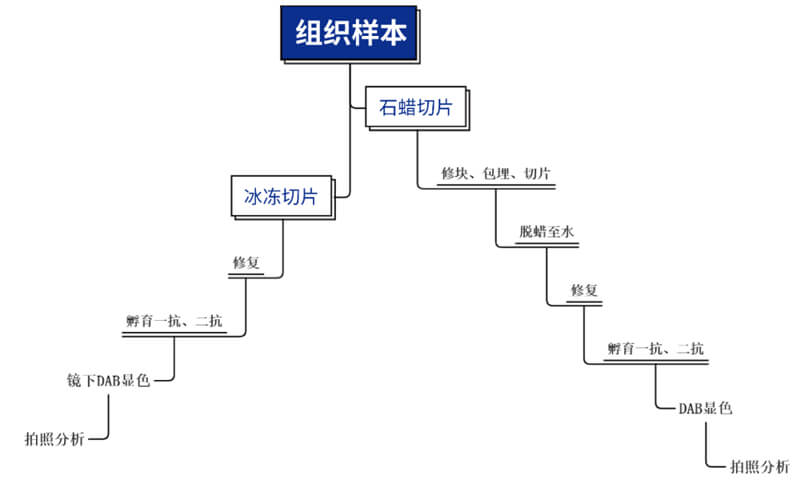 免疫組化技術平台主要步驟.jpg