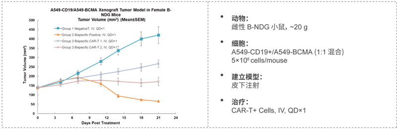 雙特異性CAR-T藥效研究：CD19-BCMA.jpg