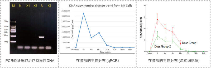 肺部細胞治療分布的檢測.jpg