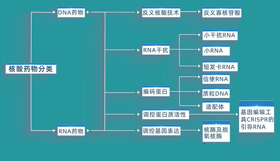 核酸藥物的分類有哪些？